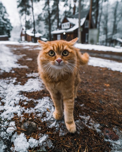 白天地上覆盖着雪的橙色斑猫